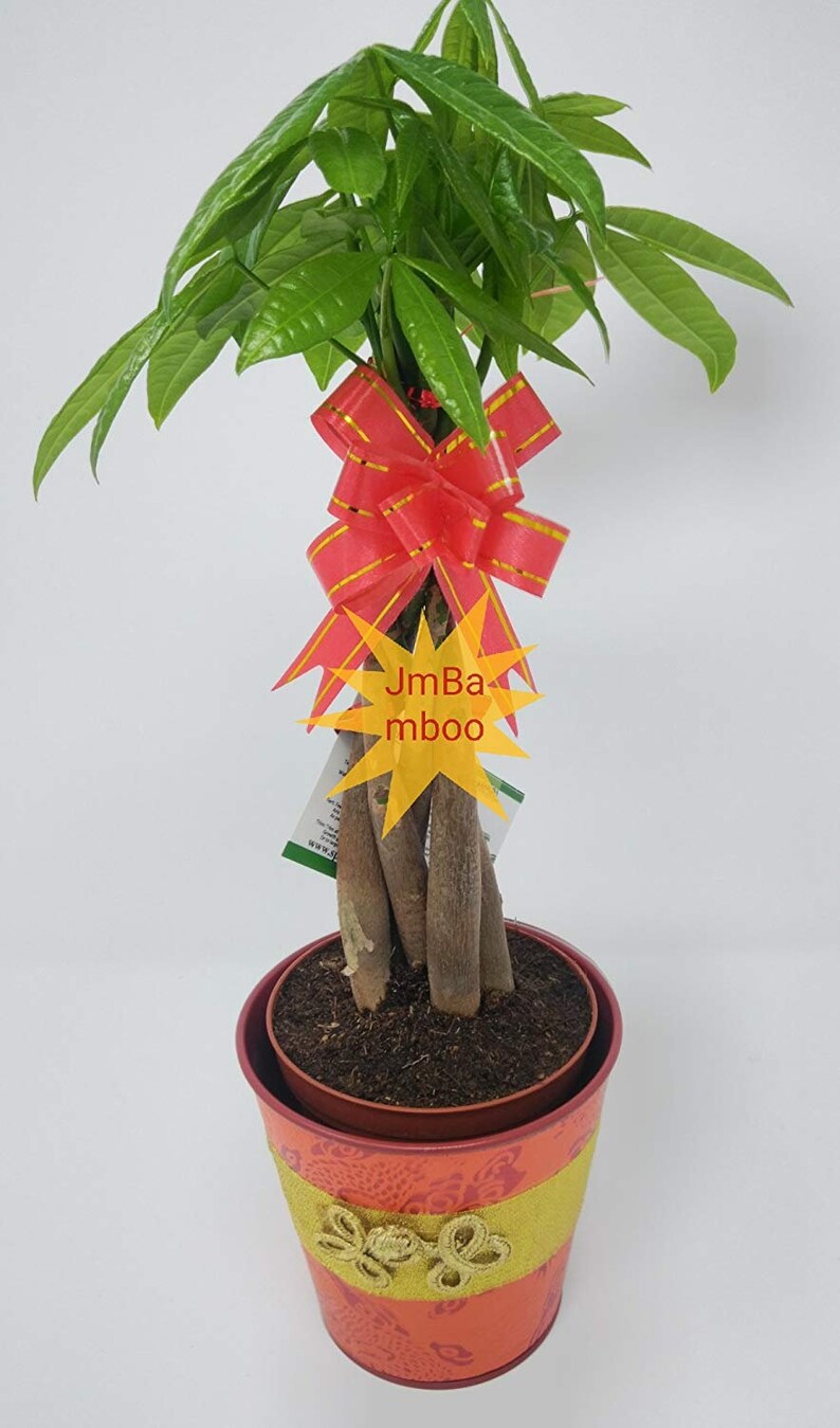 5 Money Tree Plants Braided Into 1 Tree Pachira Chinese Vase Etsy - image 0